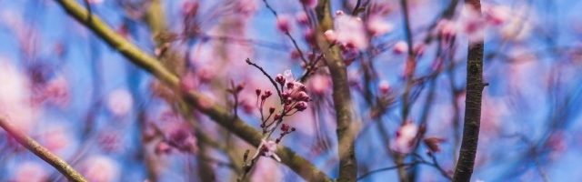 Spring sightseeing