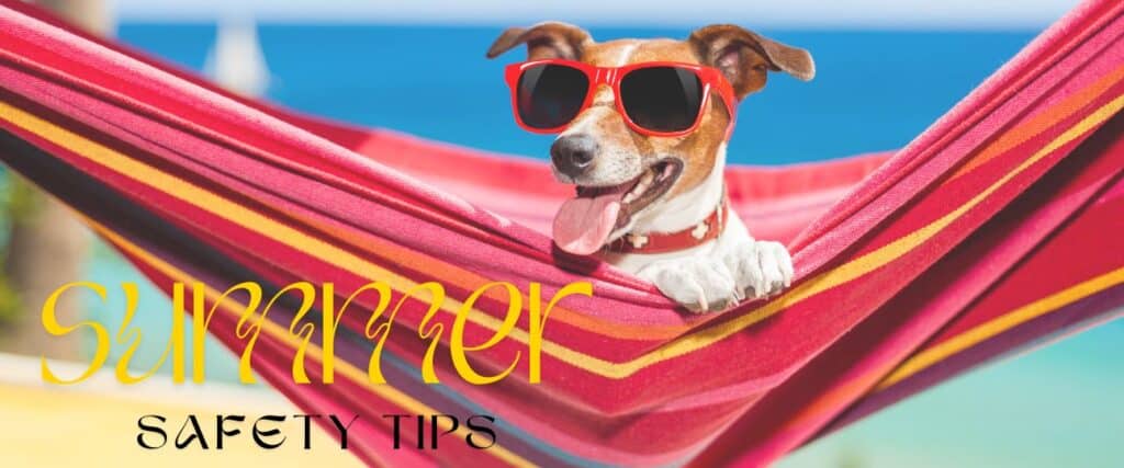 Dog in hammock in front of summer safety tips to help you beat the heat this summer.